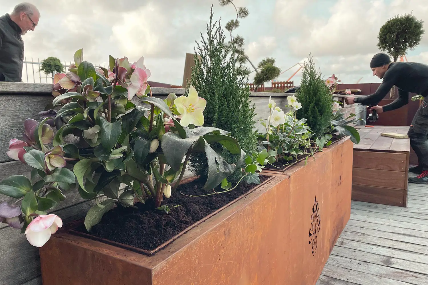 Växter på en takterrass i Göteborg.